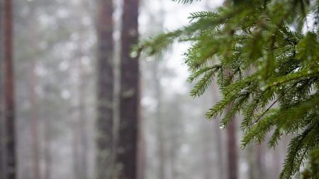 Sumuinen metsä ja kuusenoksa edustalla.